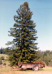 Redwood and Fertilizer Spreader